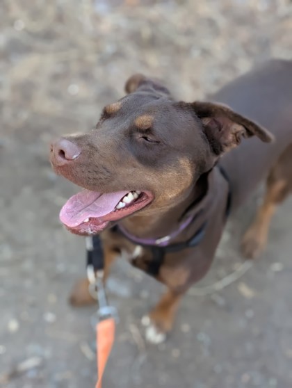 Pet Photo