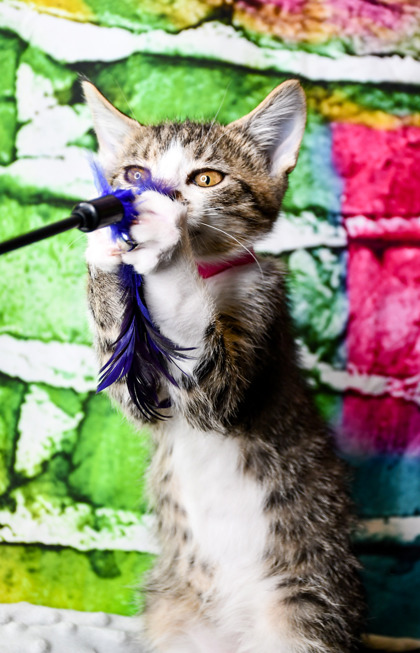 Pet Photo