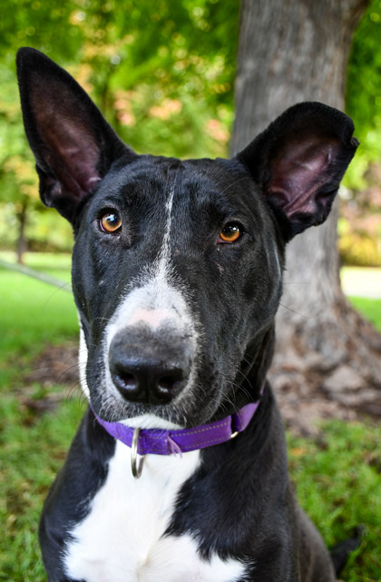 Pet Photo