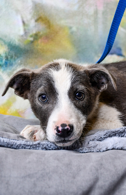 Pet Photo