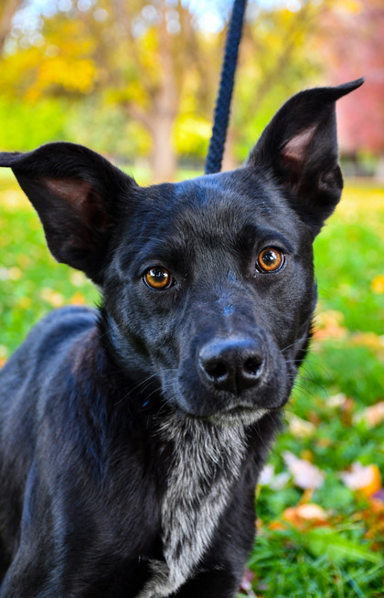 Pet Photo