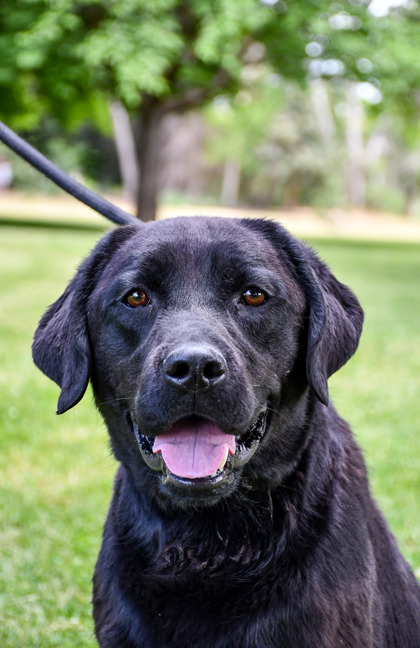Pet Photo