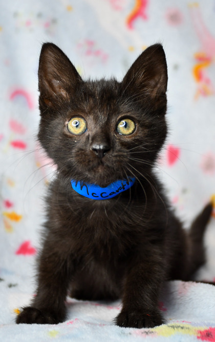 Pet Photo