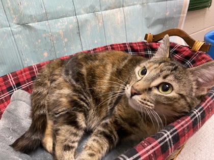 Pet Photo