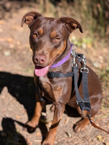 Pet Photo