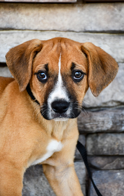 Pet Photo
