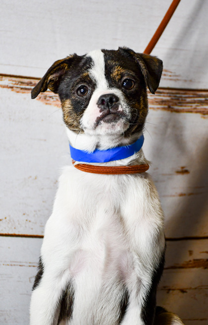 Pet Photo