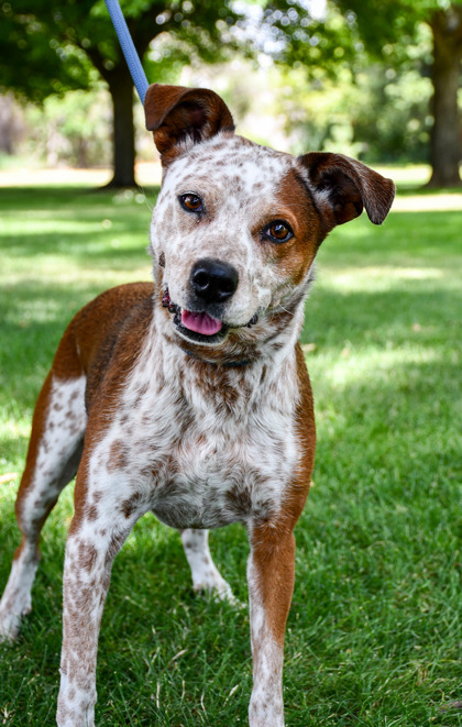 Pet Photo