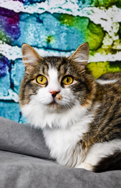 Pet Photo