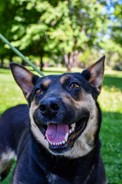 Pet Photo