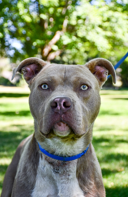 Pet Photo