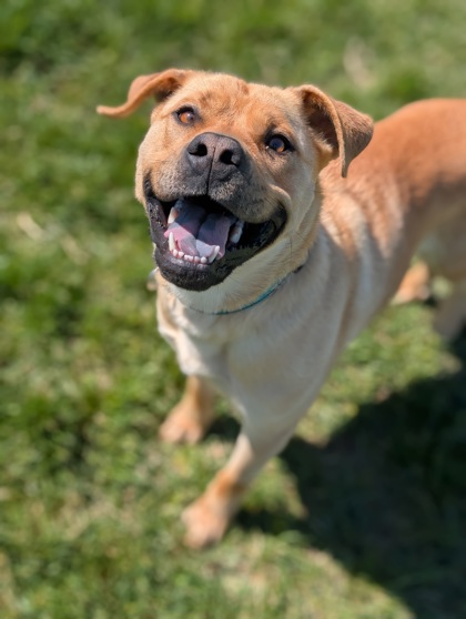Pet Photo