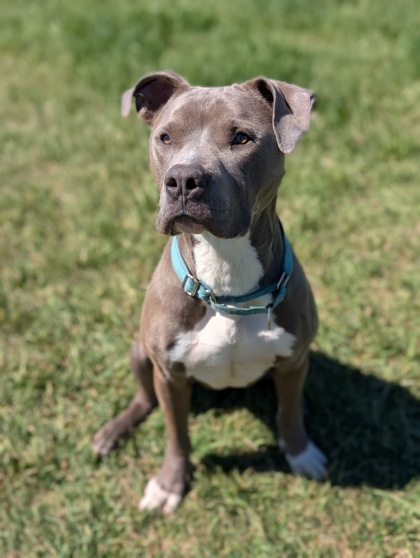 Pet Photo