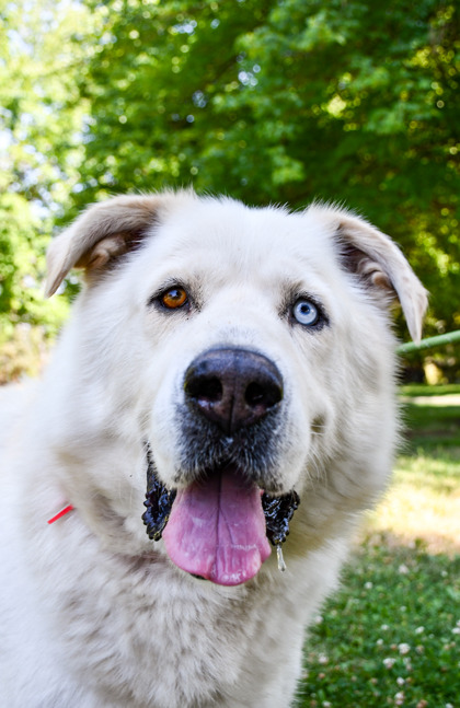 Pet Photo