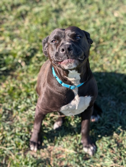 Pet Photo