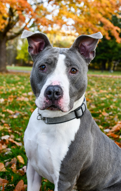 Pet Photo
