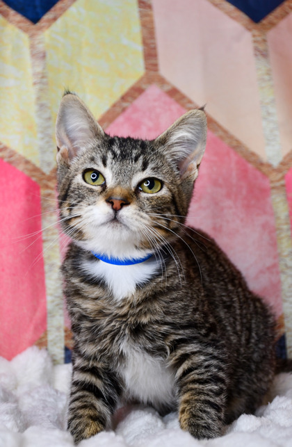 Pet Photo