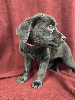 Pet Photo