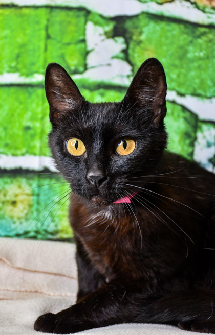 Pet Photo