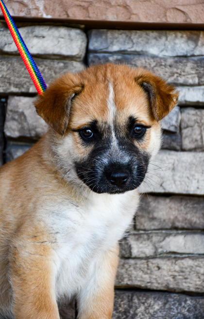 Pet Photo