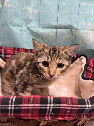 Pet Photo