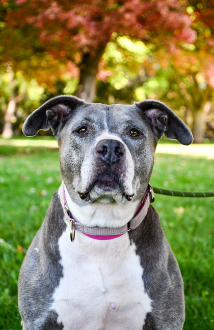 Pet Photo