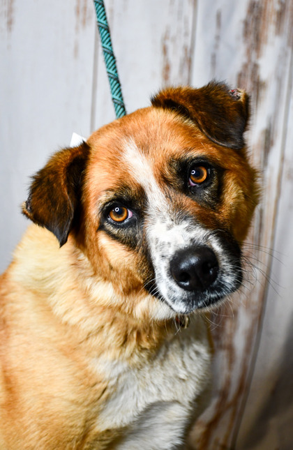 Pet Photo
