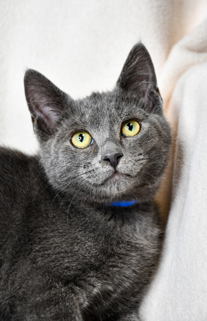 Pet Photo