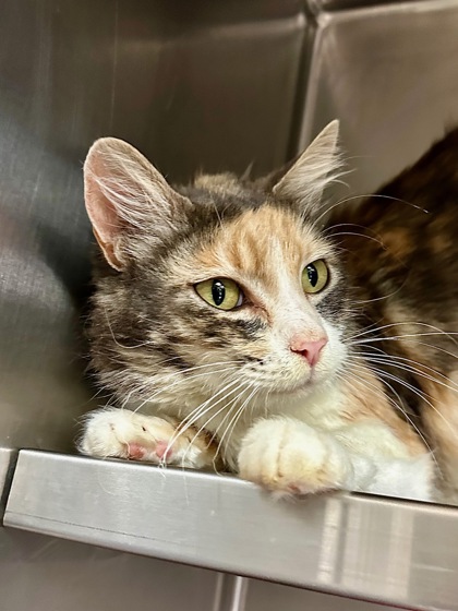 Adopt a Cat in Yakima Yakima Humane Society