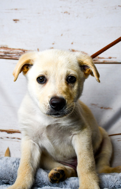 Pet Photo