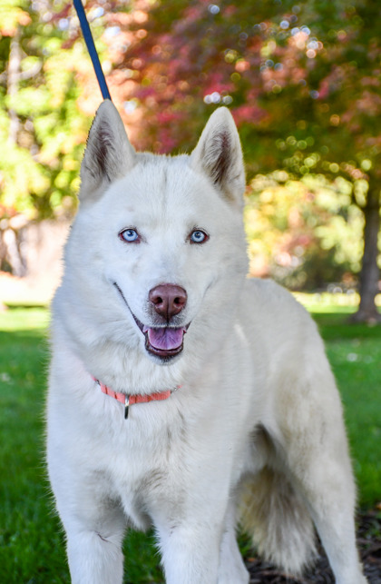 Pet Photo