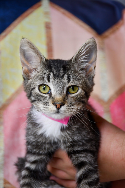 Pet Photo
