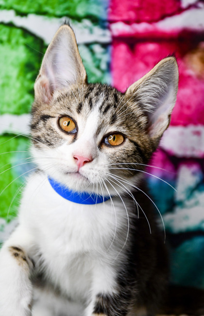 Pet Photo