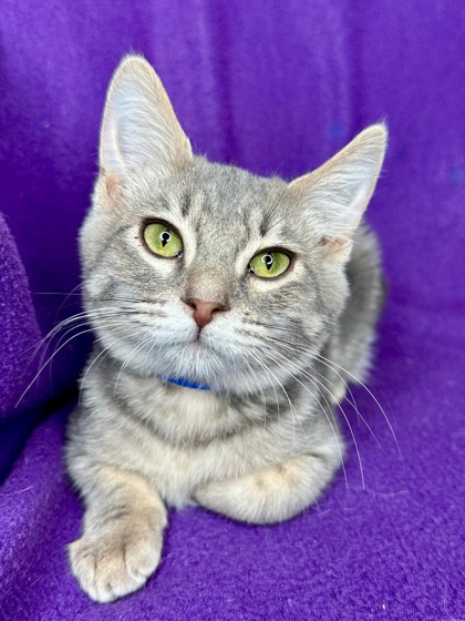 Pet Photo