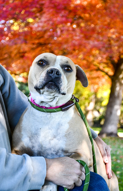 Pet Photo