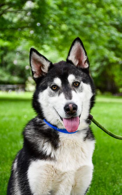 Pet Photo