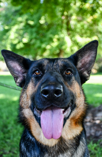 Pet Photo