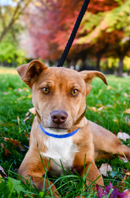 Pet Photo