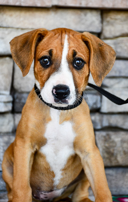 Pet Photo