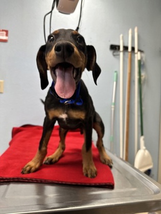 Pet Photo
