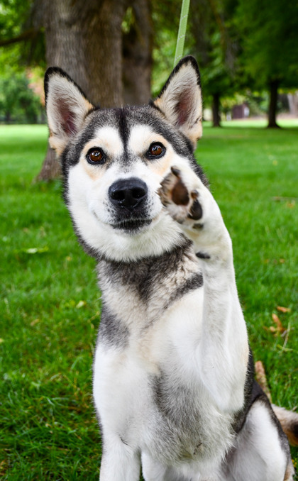 Pet Photo