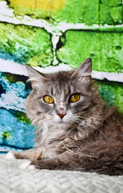 Pet Photo
