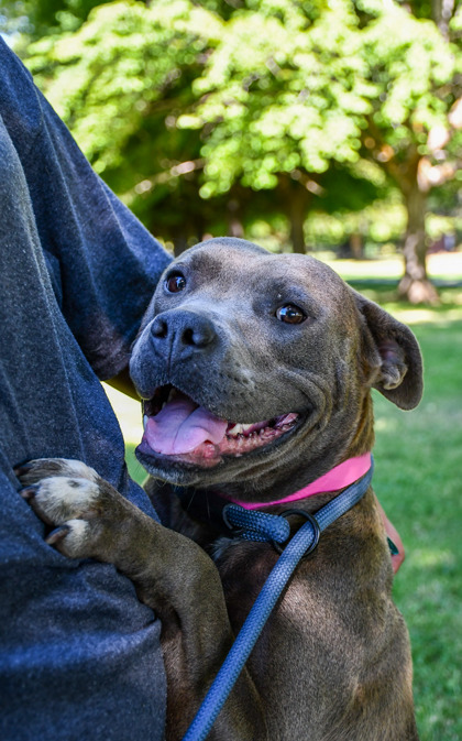 Pet Photo