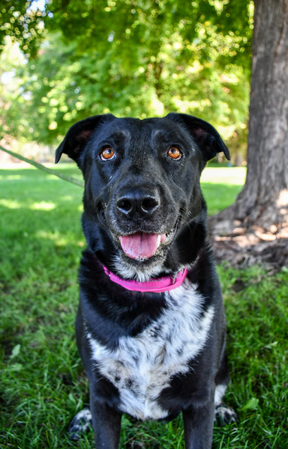 Pet Photo