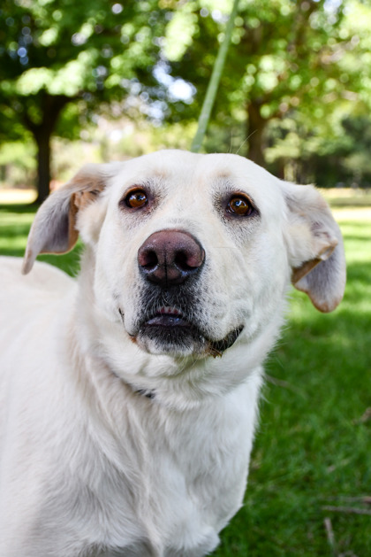 Pet Photo