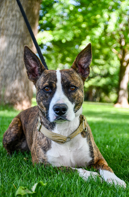 Pet Photo