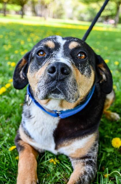 Pet Photo