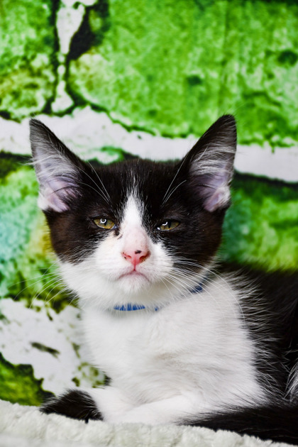 Pet Photo