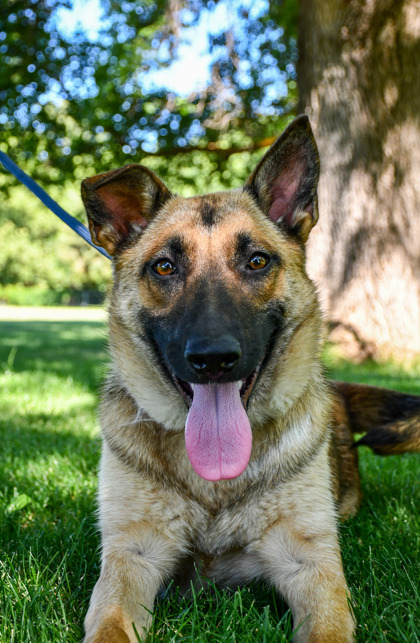 Pet Photo