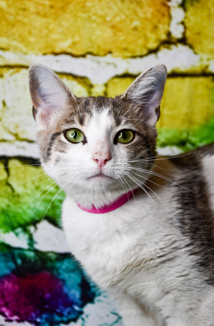 Pet Photo